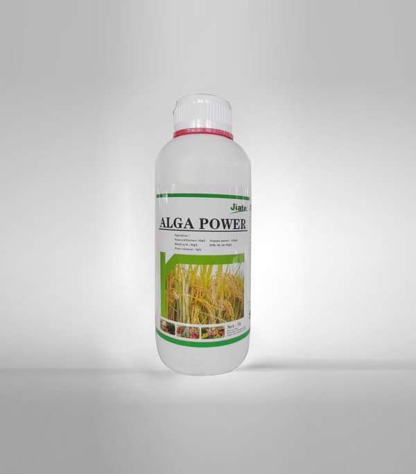 ALGA FOR RICE